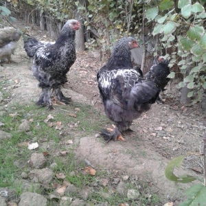 brama dark beceler satiram 3 ve 4 ayliqdilar.gold fere de var