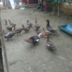 Ukraynadan gələn şkalat rəngli ətlik  həmdə damazlıq lal ördəklər var