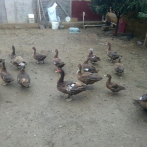 Ukraynadan gələn şkalat rəngli ətlik  həmdə damazlıq lal ördəklər var