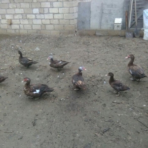 Ukraynadan gələn şkalat rəngli ətlik  həmdə damazlıq lal ördəklər var