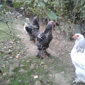 dark brama beceler satiram .3ayliq ve 4 ayliq.qold fere de var