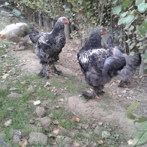 dark brama beceler satiram .3ayliq ve 4 ayliq.qold fere de var