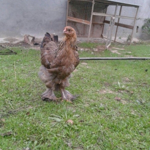 dark brama beceler satiram .3ayliq ve 4 ayliq.qold fere de var