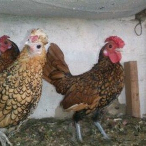 7ayliq  qizili zibrit xoruzlari, barter mumkundur, 1ed-1ed gumuwunun