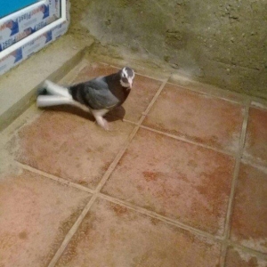 2 maya 2 xoruz hamsı 20 azn tek satilmir