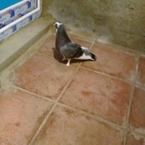 2 maya 2 xoruz hamsı 20 azn tek satilmir