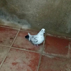 2 maya 2 xoruz hamsı 20 azn tek satilmir