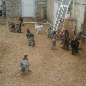 Brama 14 eded 4erkey 10 disi hamsi oxuyur yumurtdayacaqlar Barterde mu