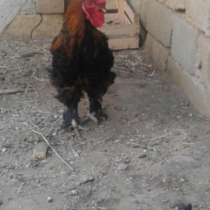 Brama xoruzu. 11 ayliqdi. Tek oldugu ucun satiram. Saglamdir ve cox ak