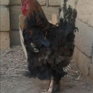 Brama xoruzu. 11 ayliqdi. Tek oldugu ucun satiram. Saglamdir ve cox ak