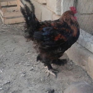 Brama xoruzu. 11 ayliqdi. Tek oldugu ucun satiram. Saglamdir ve cox ak