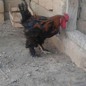 Brama xoruzu. 11 ayliqdi. Tek oldugu ucun satiram. Saglamdir ve cox ak