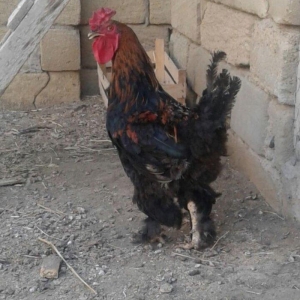 Brama xoruzu. 11 ayliqdi. Tek oldugu ucun satiram. Saglamdir ve cox ak