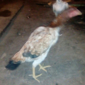 Heyrati fere. Ag 35 manat. Qara 30 manat. Sari 25 manat. Yergidirem on