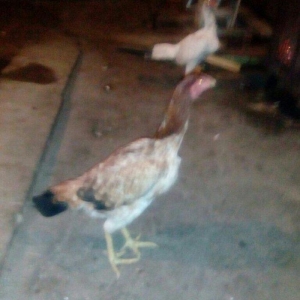 Heyrati fere. Ag 35 manat. Qara 30 manat. Sari 25 manat. Yergidirem on