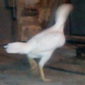 Heyrati fere. Ag 35 manat. Qara 30 manat. Sari 25 manat. Yergidirem on