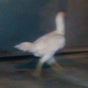 Heyrati fere. Ag 35 manat. Qara 30 manat. Sari 25 manat. Yergidirem on