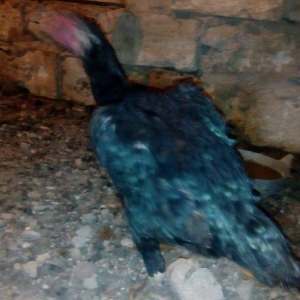 Heyrati fere. Ag 35 manat. Qara 30 manat. Sari 25 manat. Yergidirem on