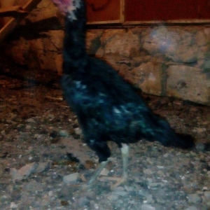 Heyrati fere. Cox yaxwi feredi boyuda yaxwidi. Ela cinsdi. Qara yawil