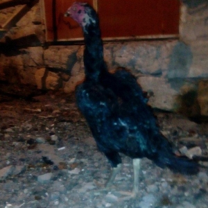 Heyrati fere. Cox yaxwi feredi boyuda yaxwidi. Ela cinsdi. Qara yawil