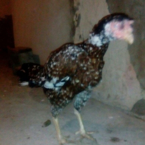 Heyrati fere. Boyuk feredi. 3kq700 cekisi var. Istiyen gelib baxa bile