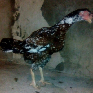 Heyrati fere. Boyuk feredi. 3kq700 cekisi var. Istiyen gelib baxa bile