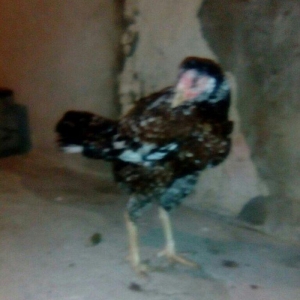 Heyrati fere. Boyuk feredi. 3kq700 cekisi var. Istiyen gelib baxa bile