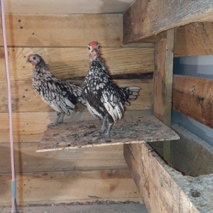 Saqlam heyvanlardi qiymetler 10 20 30 azenedi irili xirdalidi cemi 10