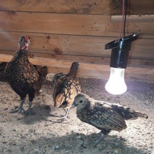 Saqlam heyvanlardi qiymetler 10 20 30 azenedi irili xirdalidi cemi 10