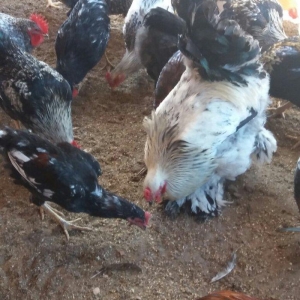 Esl damazlig 9 aylig brama xoruzu. Oriqinaldi. Barterde olar baxir ney