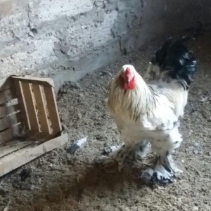 Oriqinal brama xoruzu 9 ayligdi. Tek qalib ona gore satiram. Esl damiz