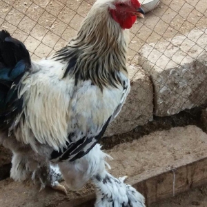 8 aylig brama xoruzu. Saglam esl damazlig heyvandi. Vatsap aktivdi. Ba