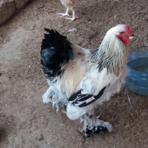 8 aylig brama xoruzu. Saglam esl damazlig heyvandi. Vatsap aktivdi. Ba