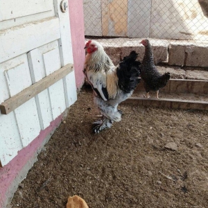 8 aylig brama xoruzu. Saglam esl damazlig heyvandi. Vatsap aktivdi. Ba