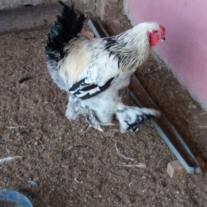 8 aylig brama xoruzu. Saglam esl damazligdi. Vatsap aktivdi. Barterde