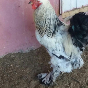 Esl damazlig 9 aylig brama xoruzu. Saglamdi. Barterde olar baxir neyne