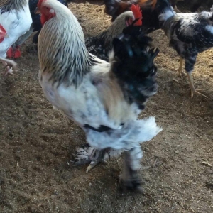 Esl damazlig 9 aylig brama xoruzu. Saglamdi. Barterde olar baxir neyne