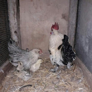 yaponka xoruz toyuq 4 de bala asagi yeride var real aliciya