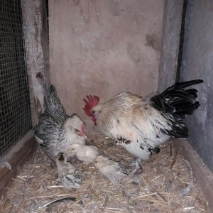 yaponka xoruz toyuq 4 de bala asagi yeride var real aliciya