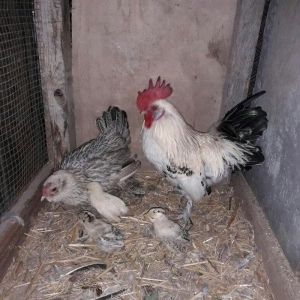 yaponka xoruz toyuq 4 de bala asagi yeride var real aliciya