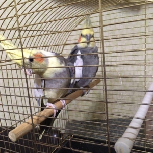 Korella Hazir Cut, yumurta qoymaga tam hazir quwlardi. Tam saglam,