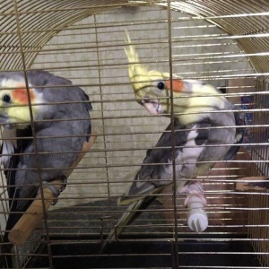 Korella Hazir Cut, yumurta qoymaga tam hazir quwlardi. Tam saglam,