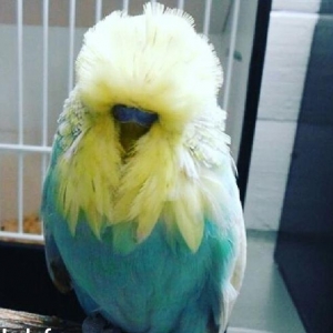 vistifka papuqay aliram bala ve cavan cutde olar aliram saxlam qus ols