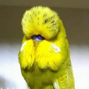 vistifka papuqay aliram bala ve cavan cutde olar aliram saxlam qus ols