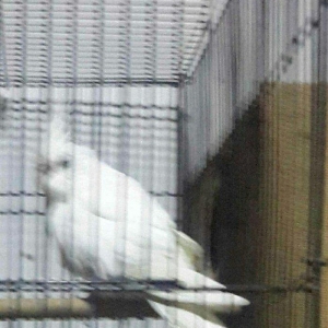 karella satiram aq disi tam hazir mayadi erkeyi ucub deye satiram 80m