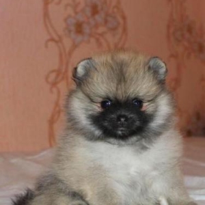 Pomeranian shpic-750$dan başlayan qiymətlərlə... Bütün sənədləriylə bi