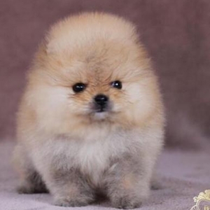 Pomeranian shpic-750$dan başlayan qiymətlərlə... Bütün sənədləriylə bi