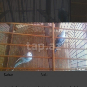 satıram papuqaylar qefesız bırı spırıngeldı bırı goy spırıngel erkek g