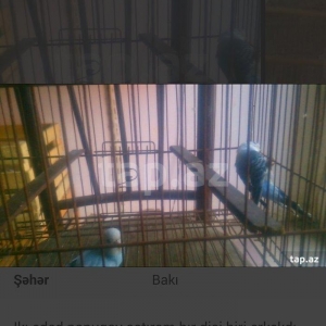 satıram papuqaylar qefesız bırı spırıngeldı bırı goy spırıngel erkek g