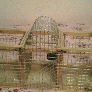 Bülbül və ya kiçik ölçülü quşlar tutmaq üçün tələ satıram. İki tərəfi